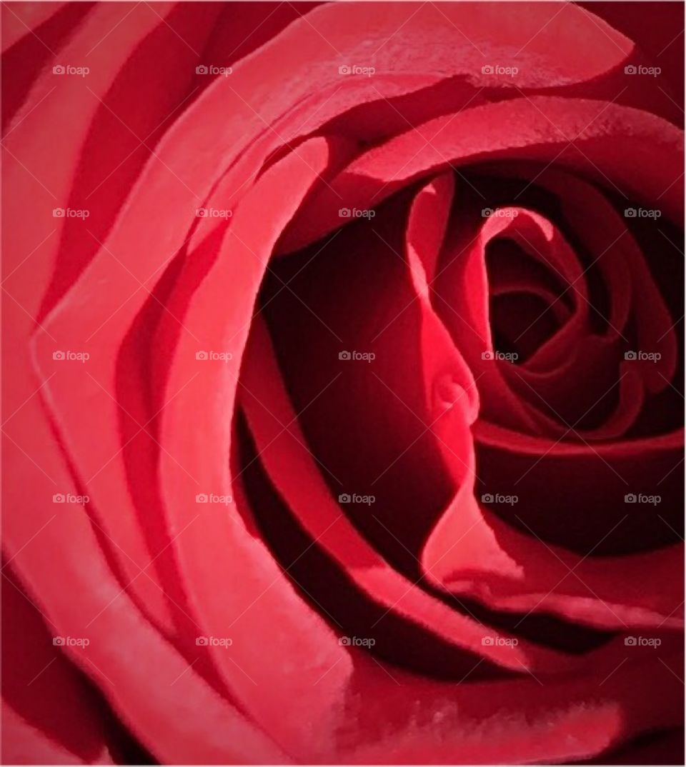 Close-up red rose