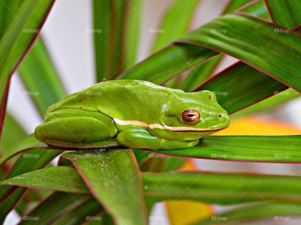 Photo of the Month - July - Tree frog laying on a Dracaena Marginata plant - Not all tree frogs live in trees. Rather, the feature that unites them has to do with their feet—the last bone in their toes is shaped like a claw