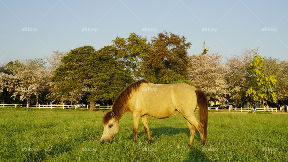 Horse  at the grass field 