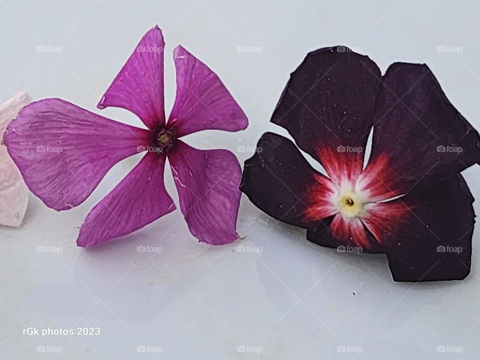 vinca star petals