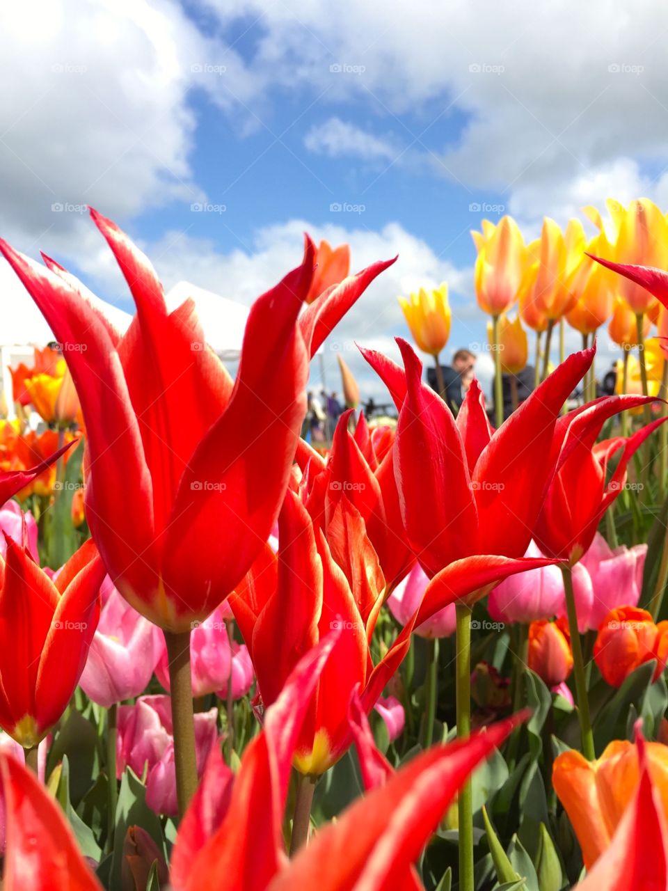 Beautiful Tulips. Field of beautiful tulips