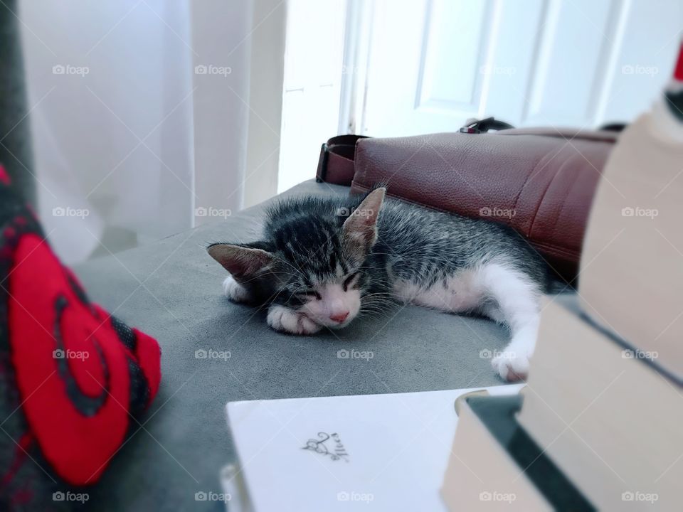 Taking a nap! Please do not disturb!