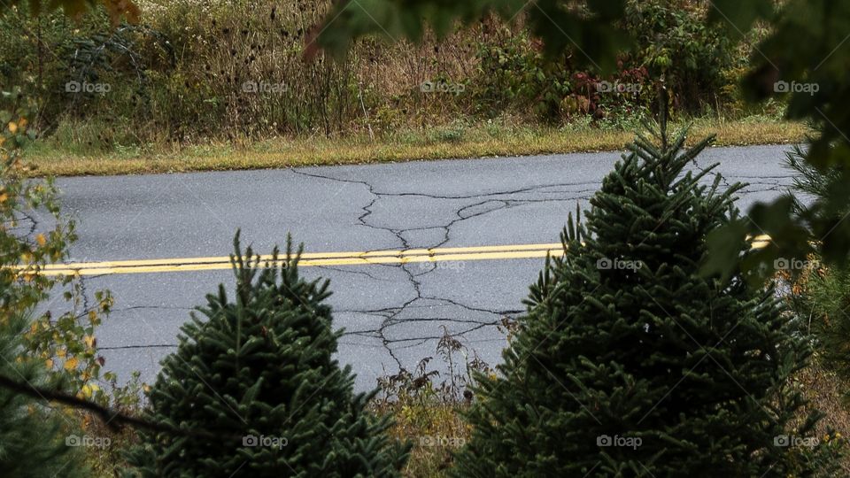 Cracked and broken road with Christmas trees and fall and dead grass. Fall/Autumn photo of cracked road