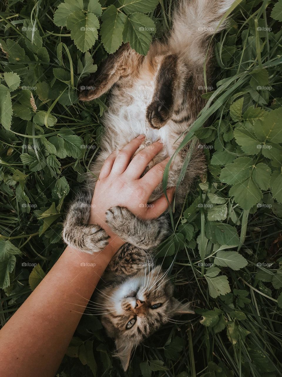Photo of a brown cat in the grass