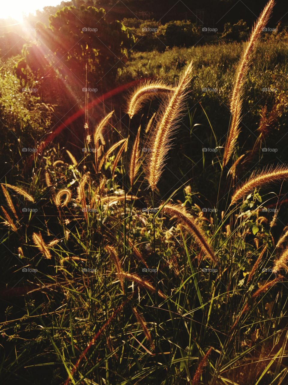glod grass