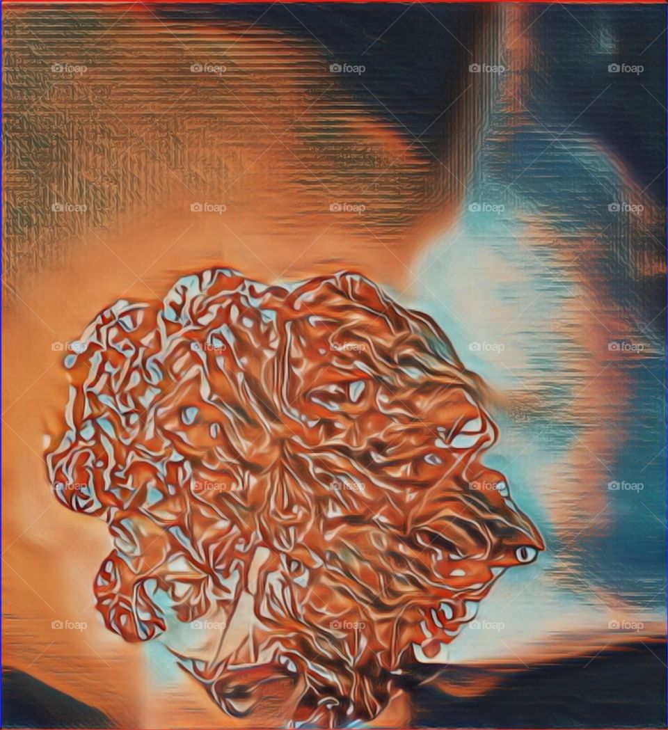 Queen Anne’s Lace Abstract 