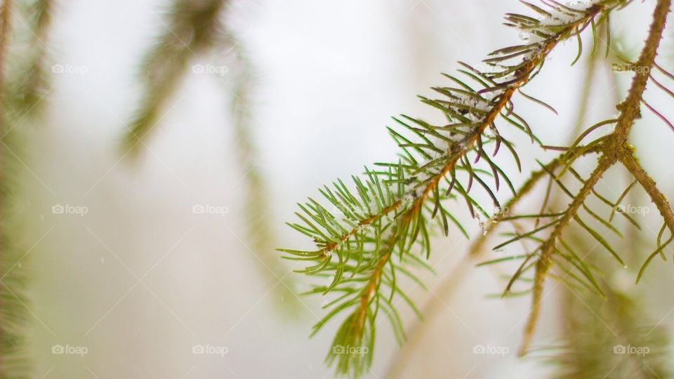 Winter branches