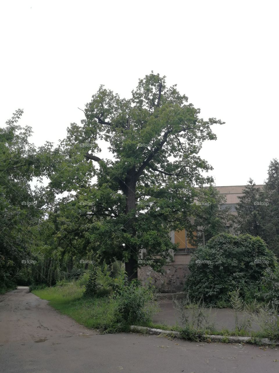An old oak tree nearby a psychiatry clinic.