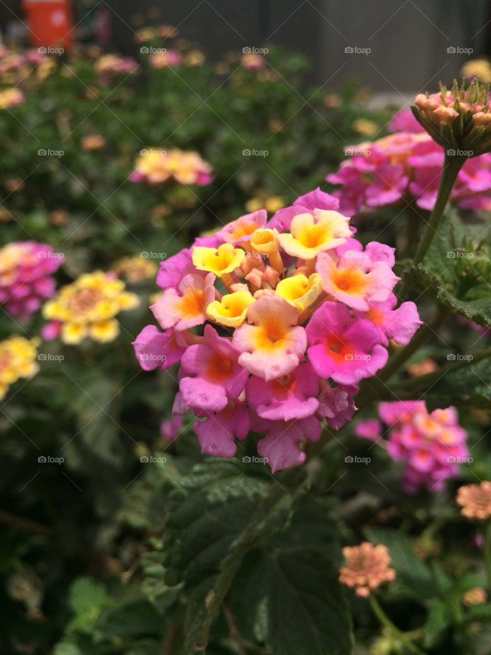 Multicolored flower