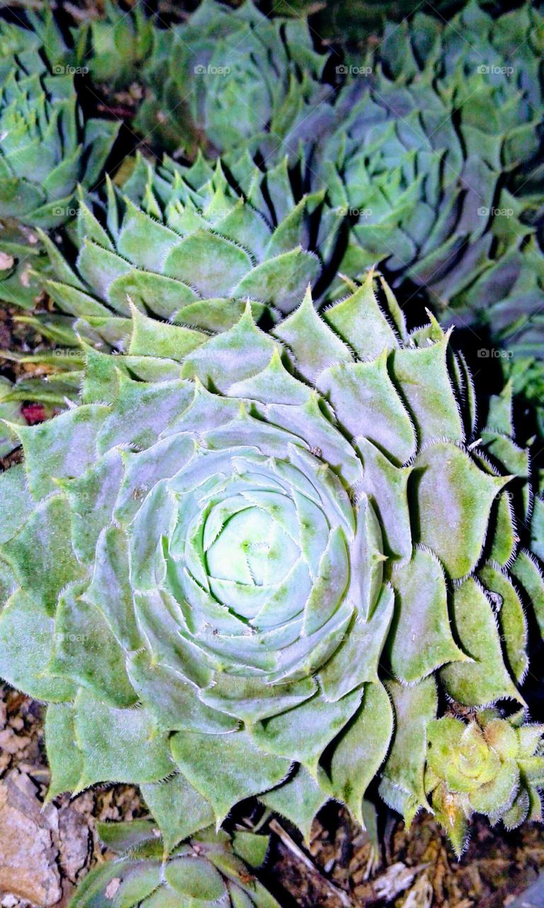 Hen and Chicks