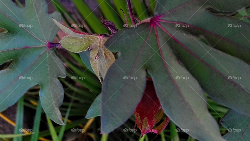Leaf, No Person, Flora, Nature, Outdoors