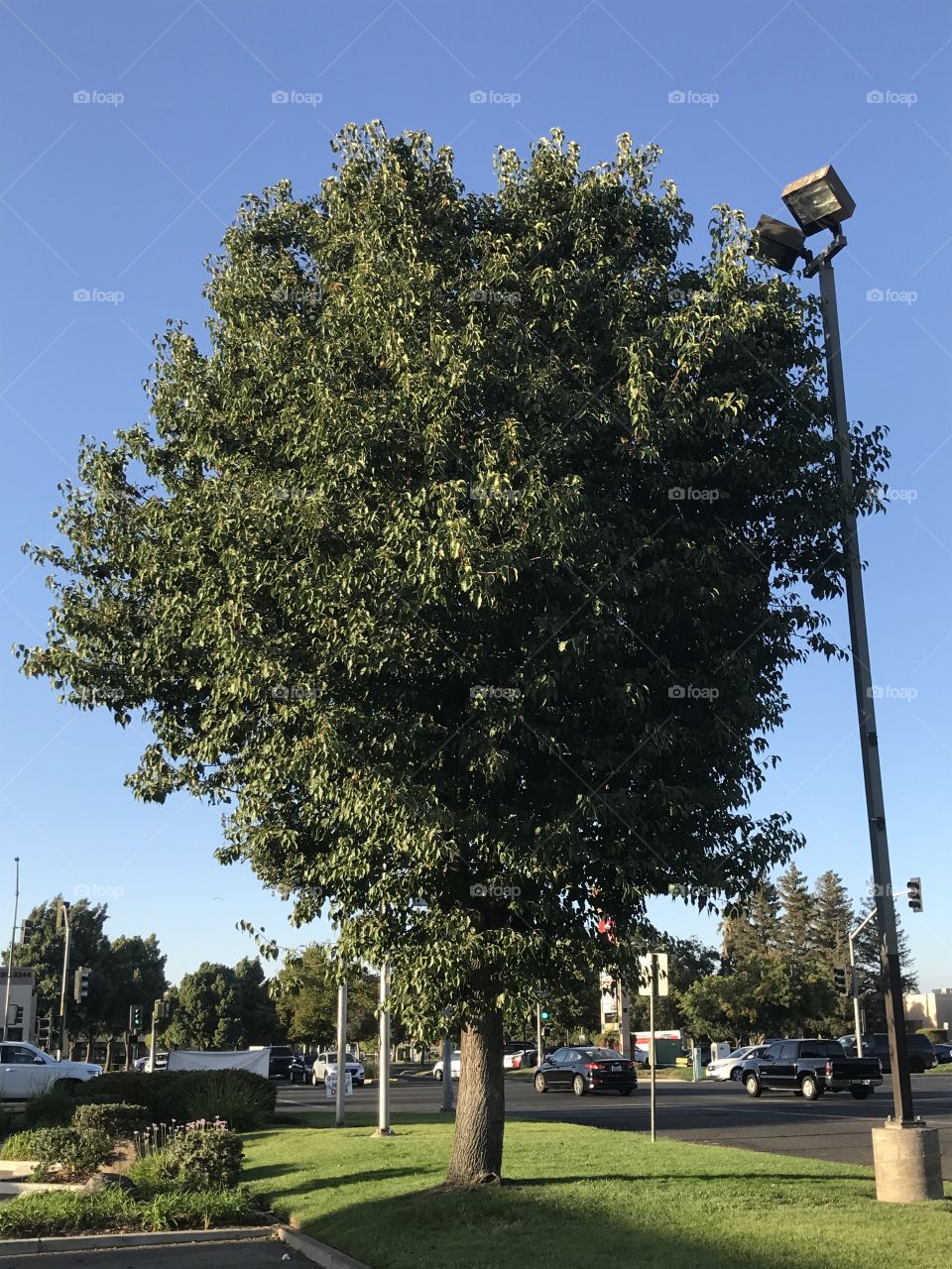 A tree and a lamp post at the parking lot during the early summer evening.