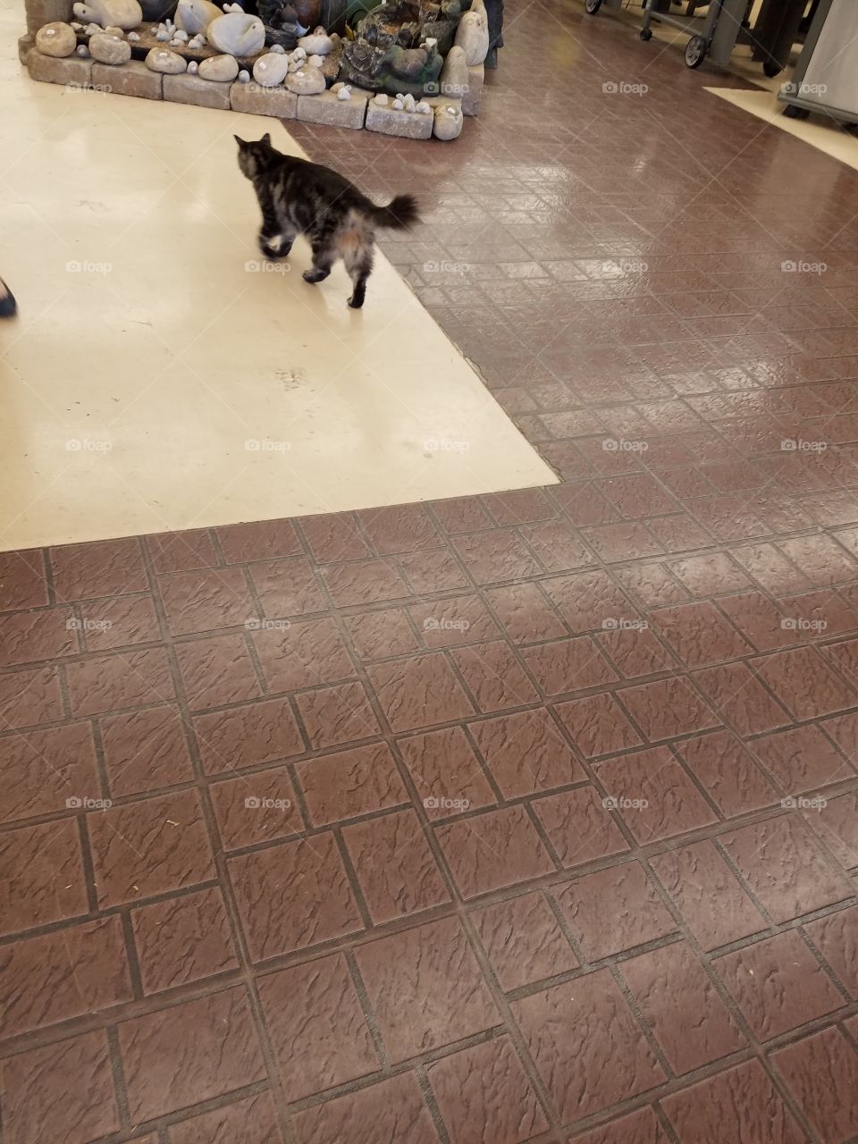cat runs away