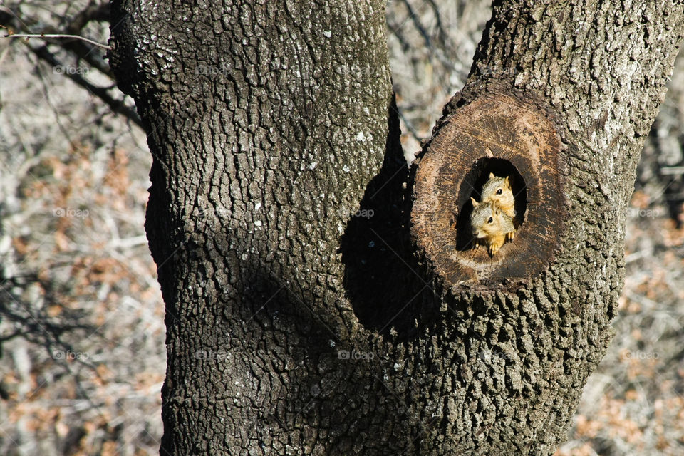 squirrel at home