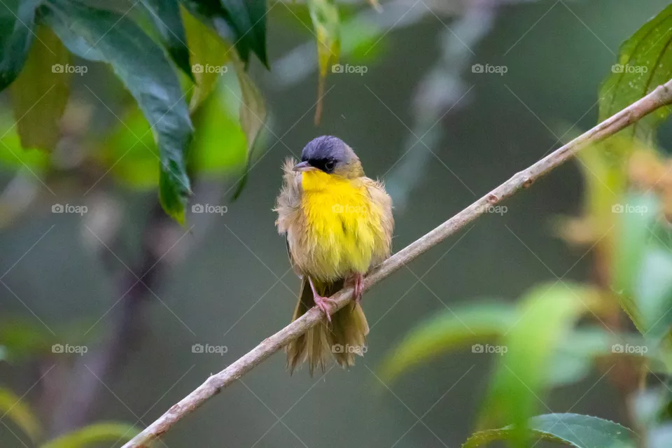 Gray-crowned Yellowthroated. Costa Rica