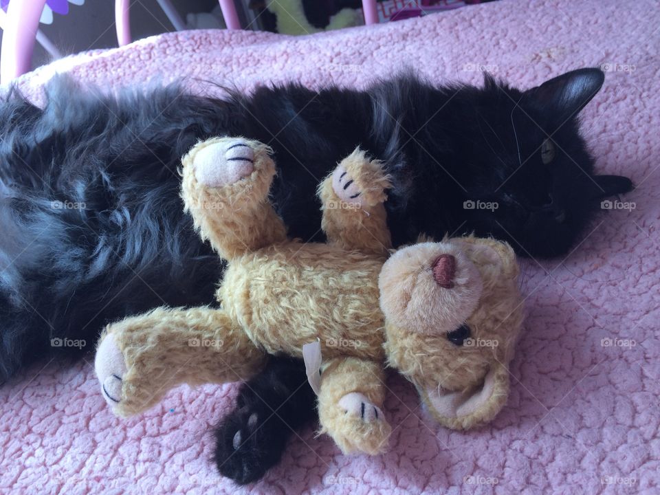 Sleepy cat and teddy bear