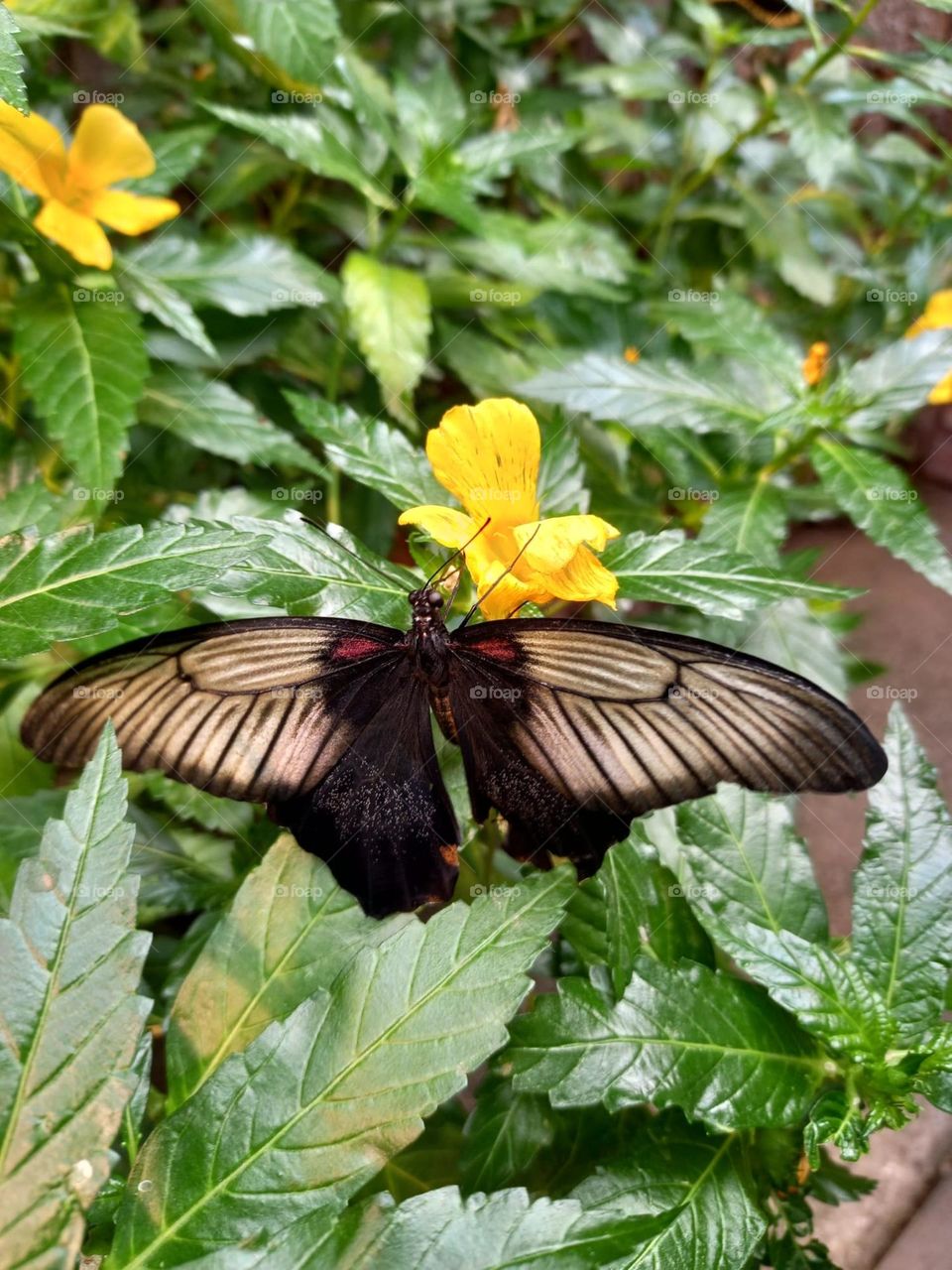 Beautiful Black Butterfly on Flower