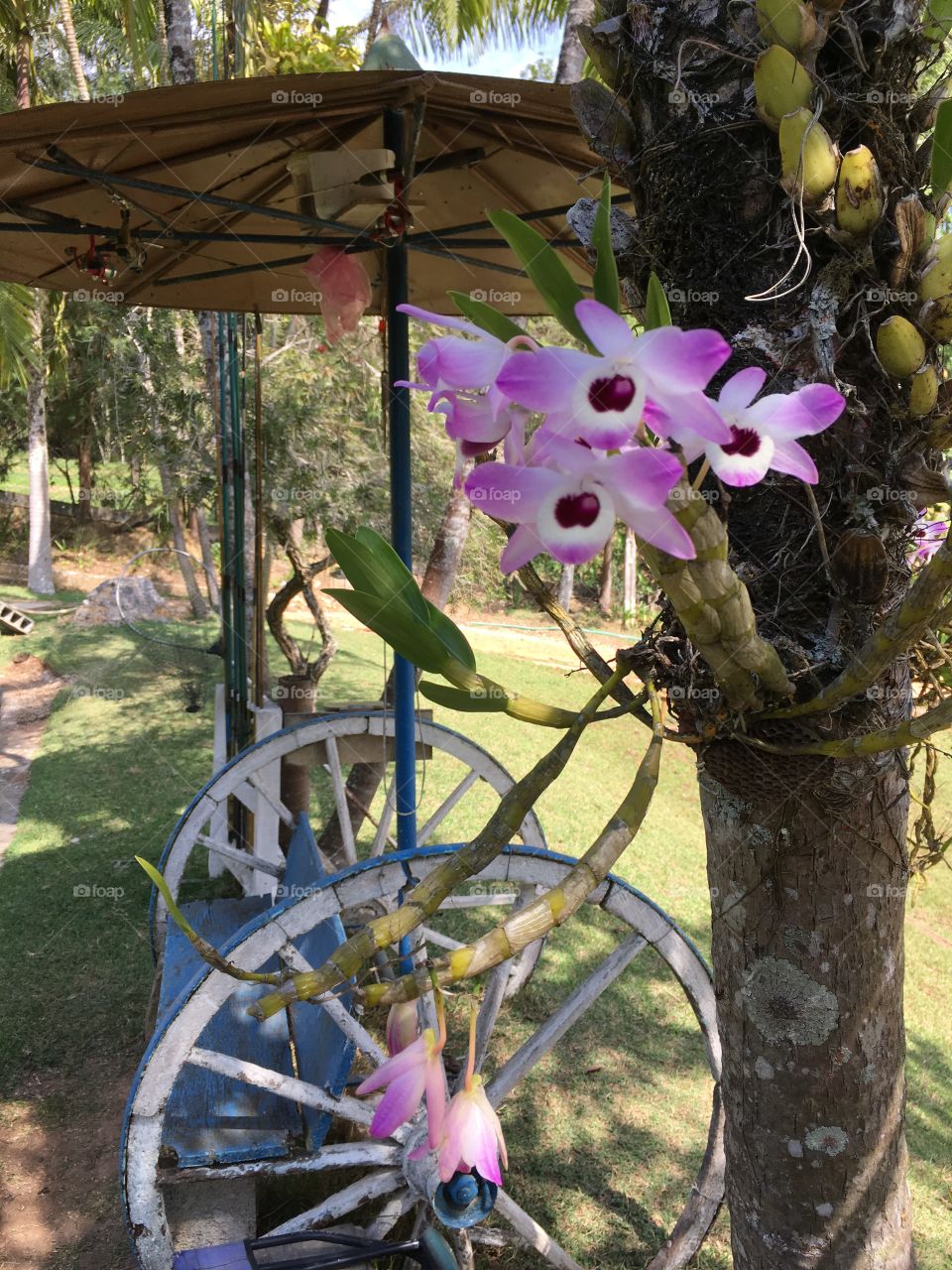 Um carroção de sítio com as belas hortênsias decorando o sítio. Olha só que beleza. 