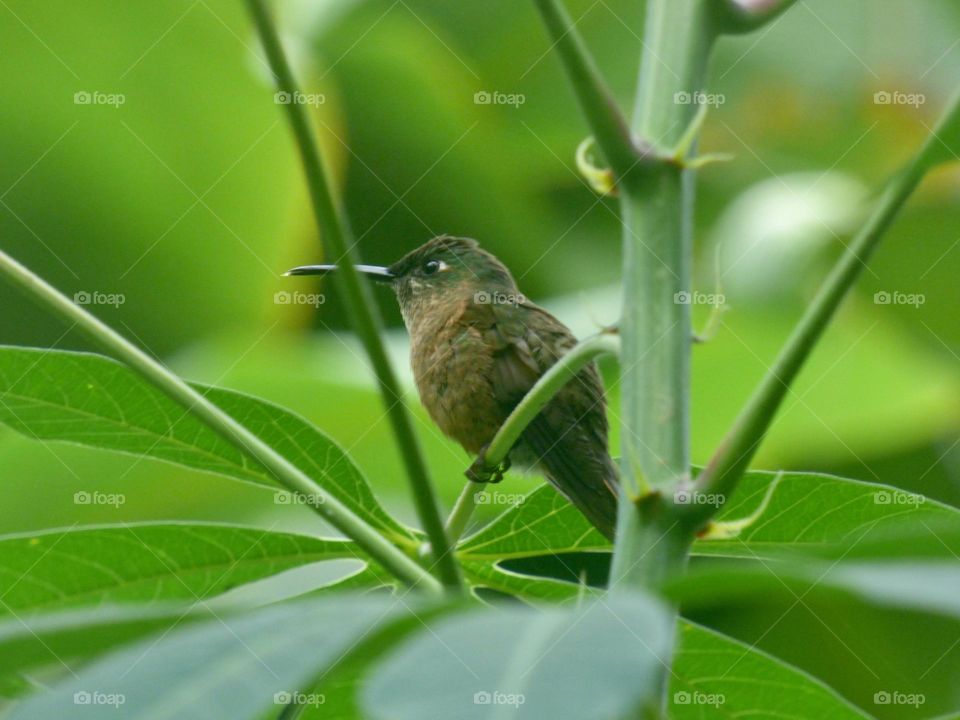colibri colibrí 