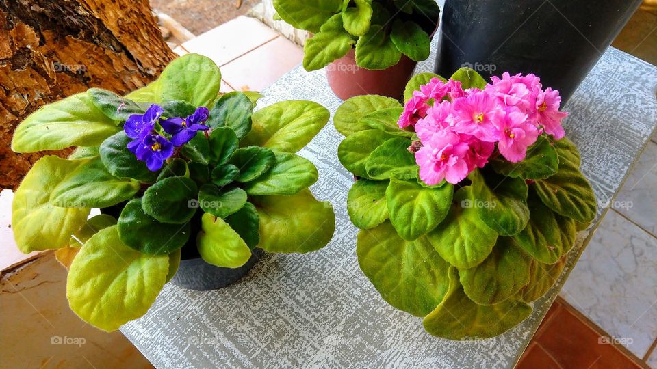 Mine plantas com flores magentas e  azuis escuro. Muito bonitas.