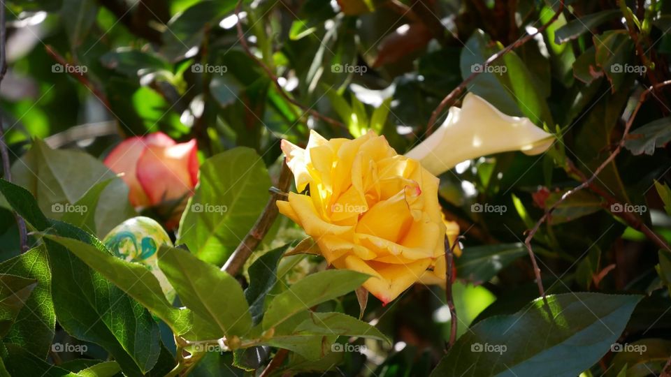 Yellow rose flower