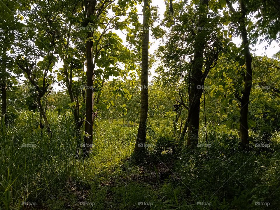 green forest on a sunny afternoon