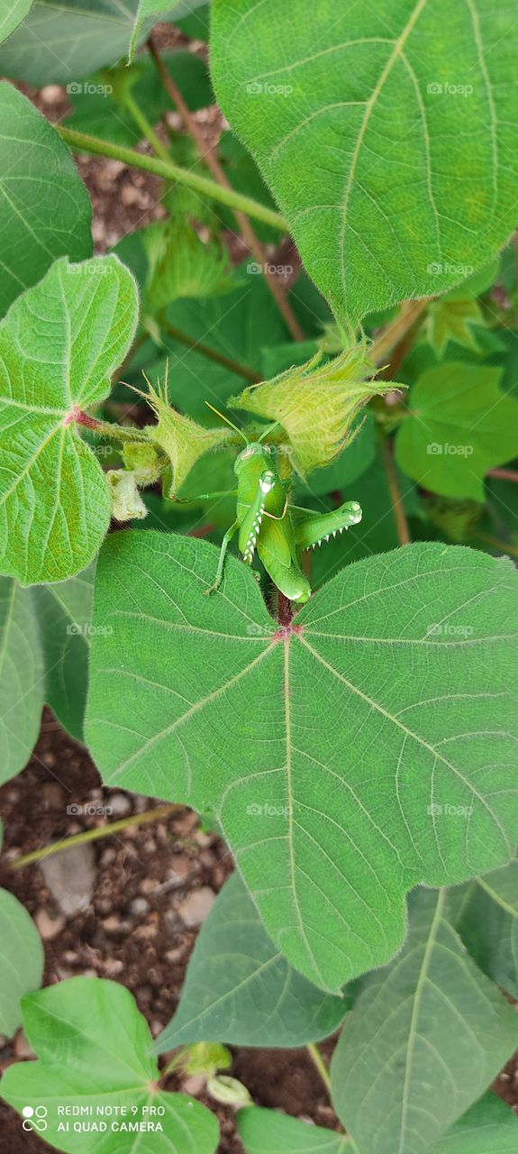 It destroys the entire crop