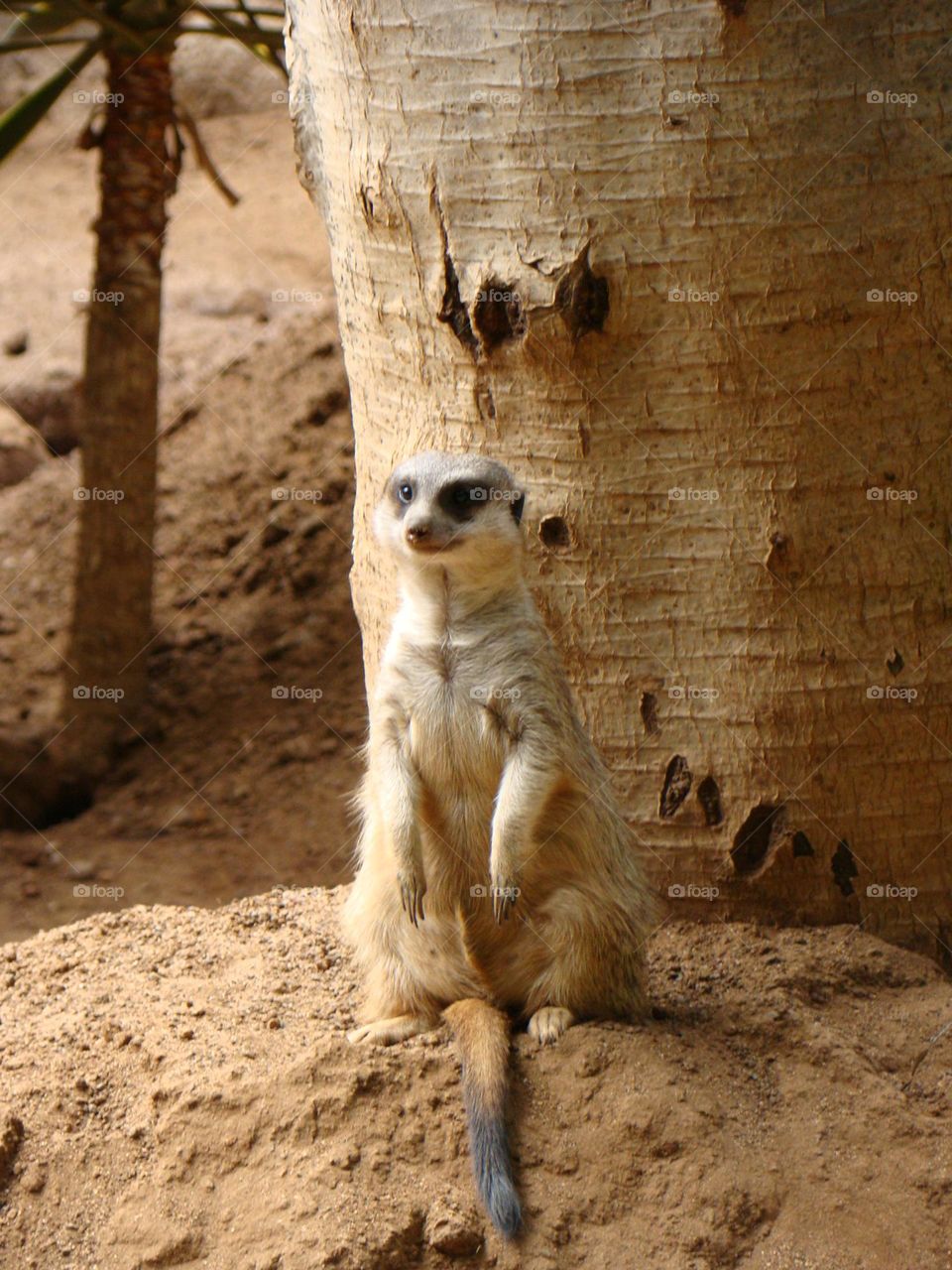 Meerkat 🤎