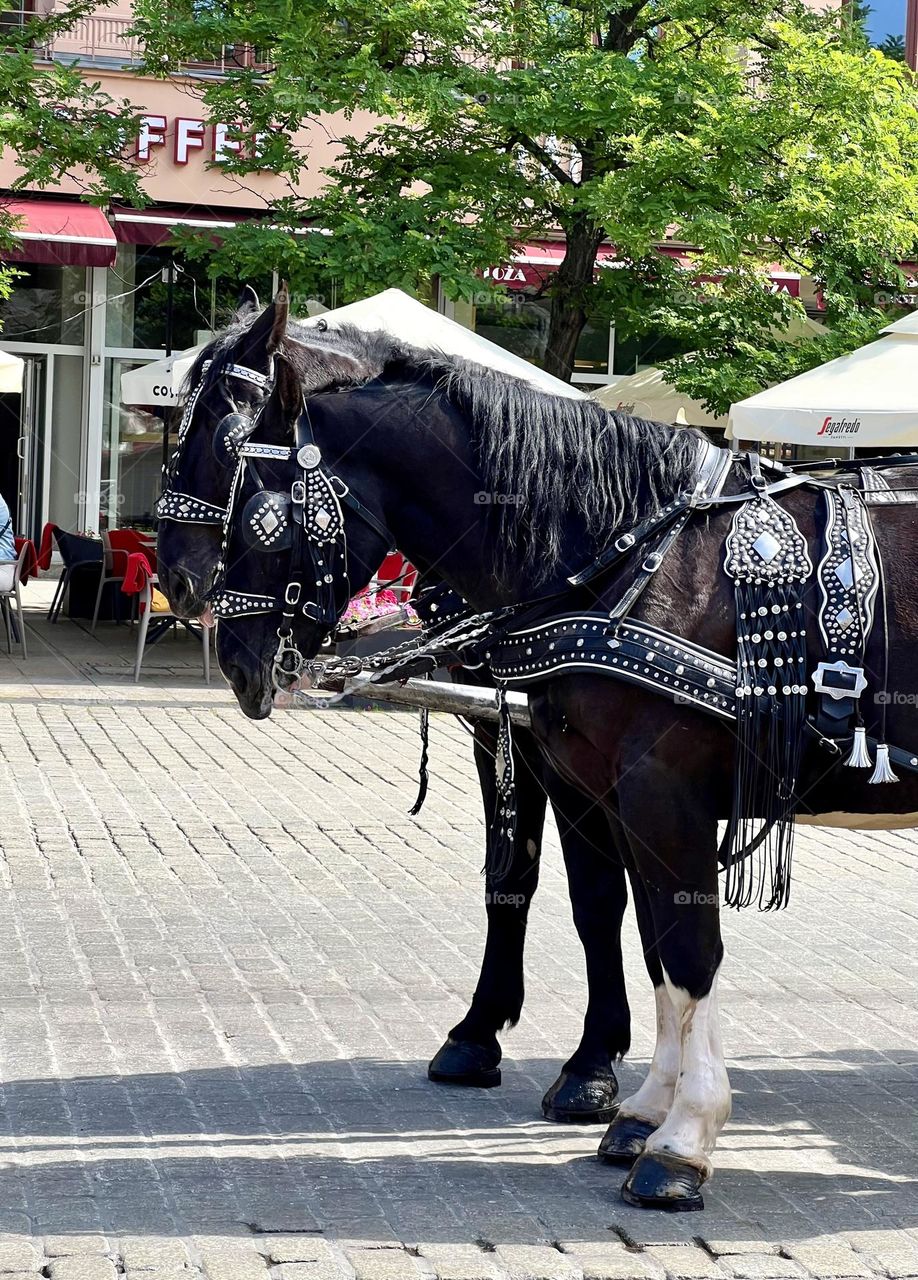Two black horses in a harness on the street of Krakow