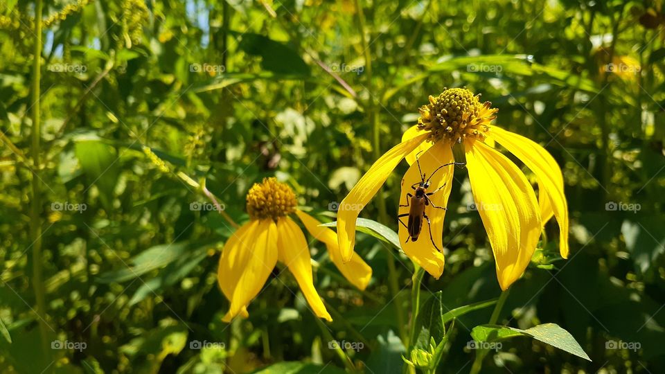 August Blooms