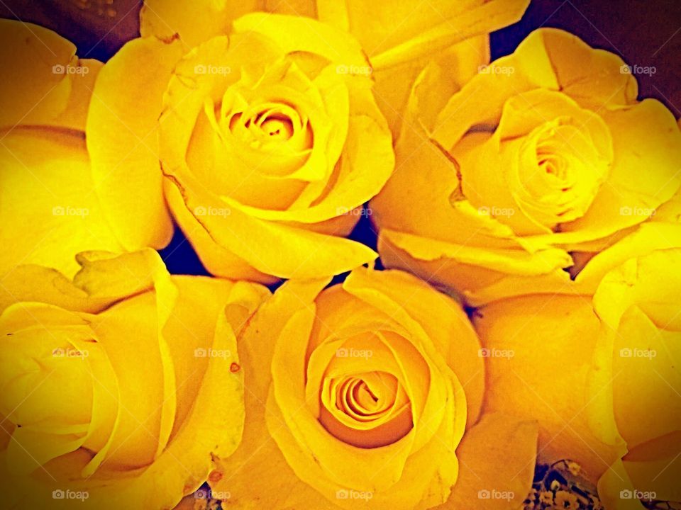 Vivid yellow roses. Vivid yellow roses