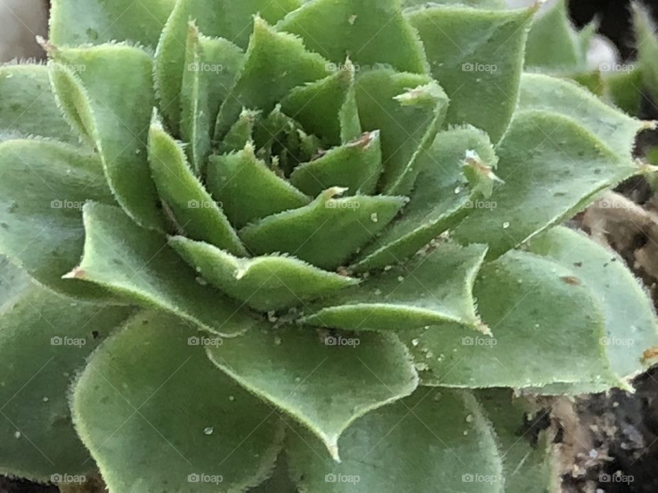 Hen and chick plant