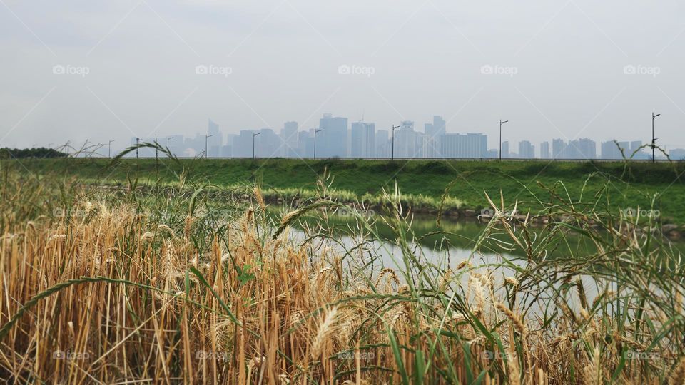 城市与麦田