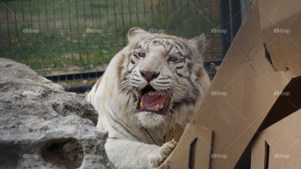 White Tiger (Tanganyika)