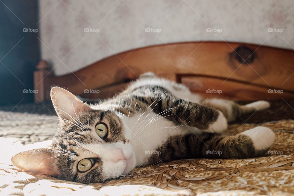 Beautiful cat on the bed