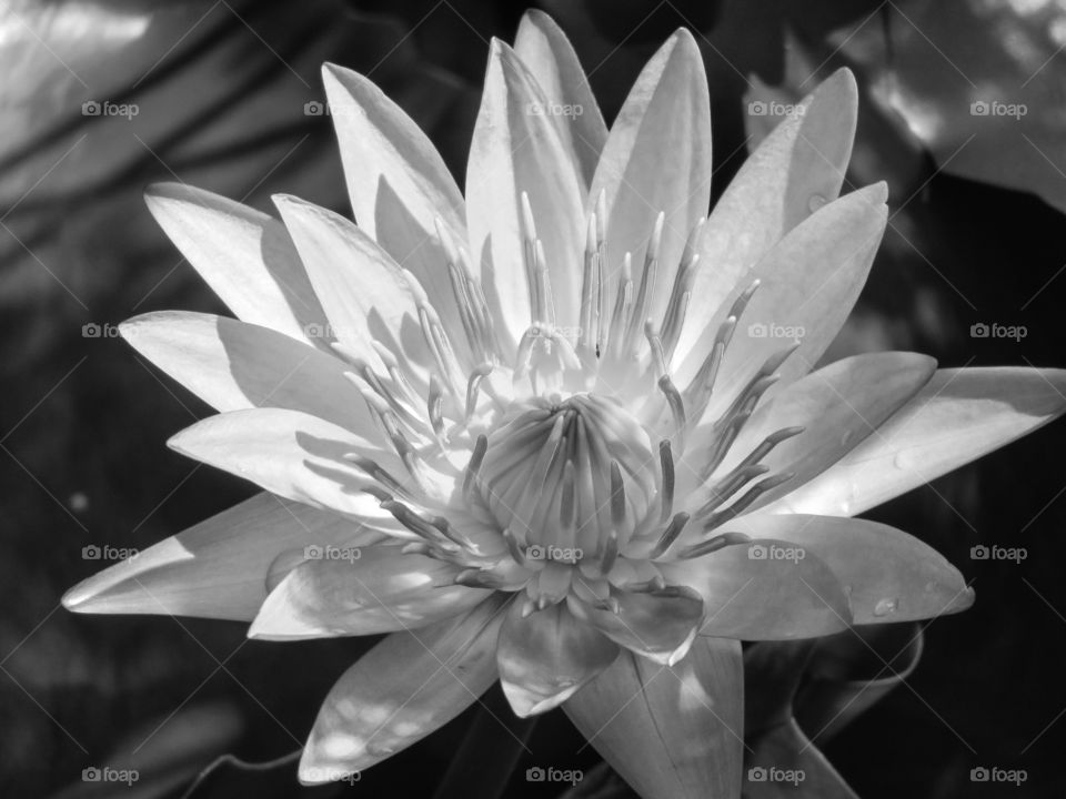 Black and white water lily