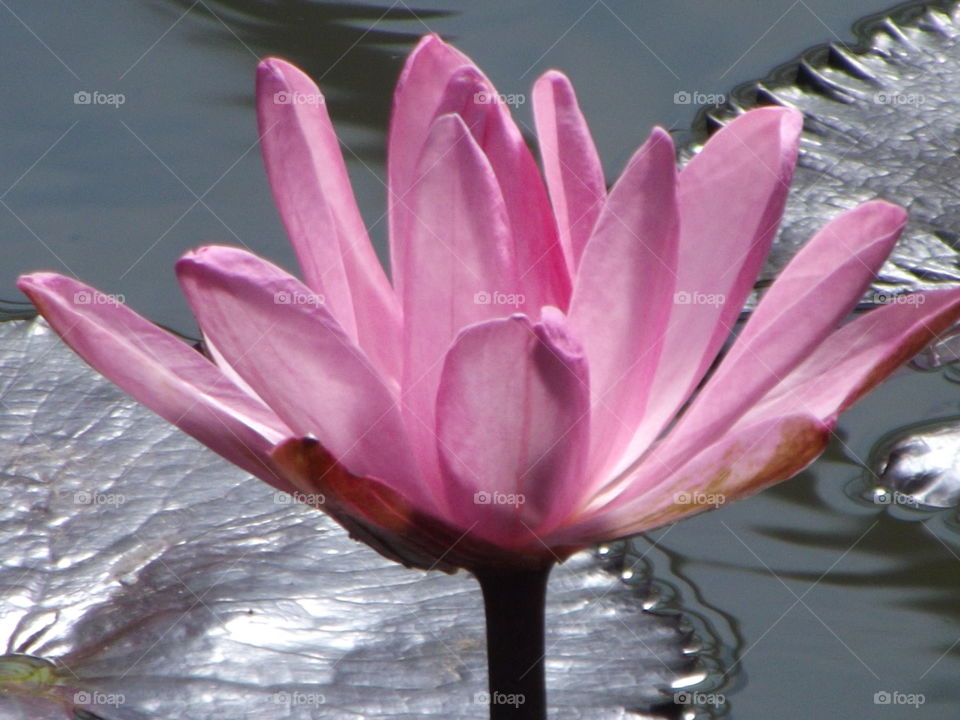 Pink Waterlily Flower