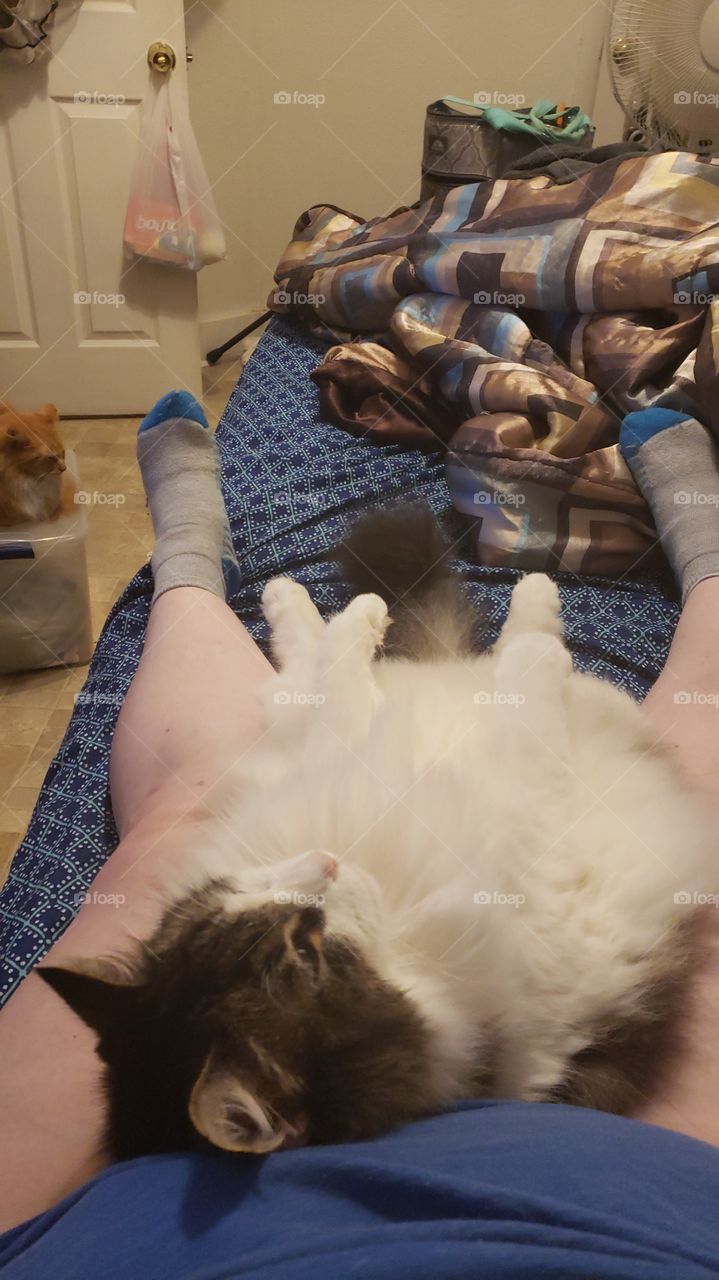 silly Cat fat cat furry cat