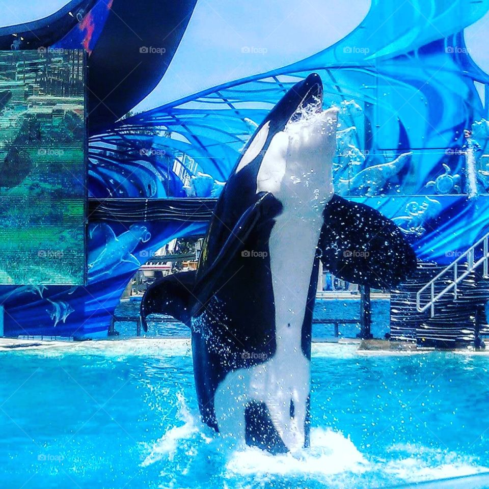 This Big Whale is going to make a big splash