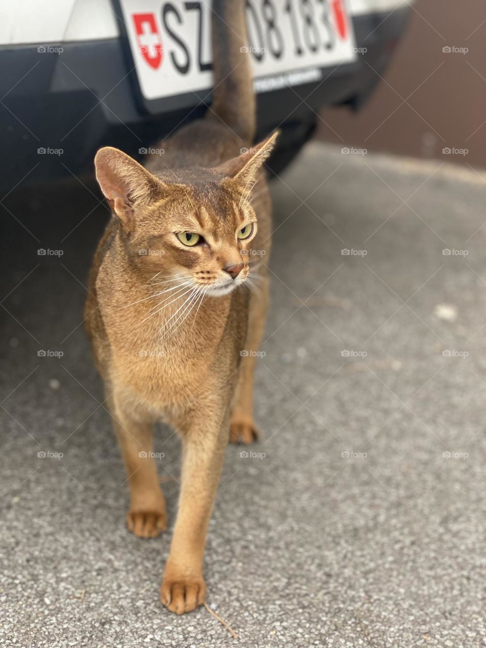 an unusual coloring golden cat with big eyes, ears and a serious look.  frightened animal, cat cat.  pet cat