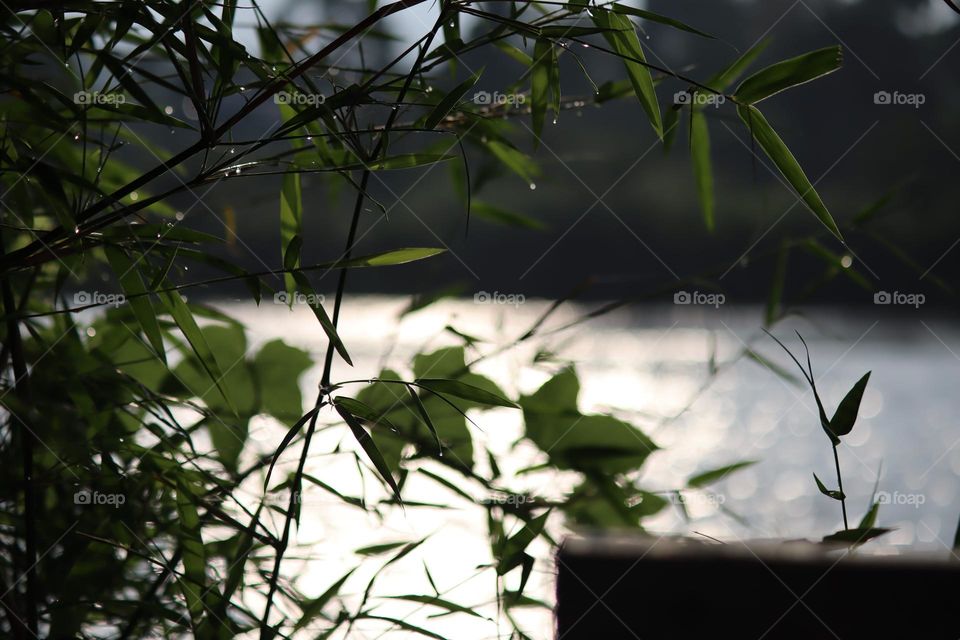 Backlighting scenery of bamboo leaves by the river