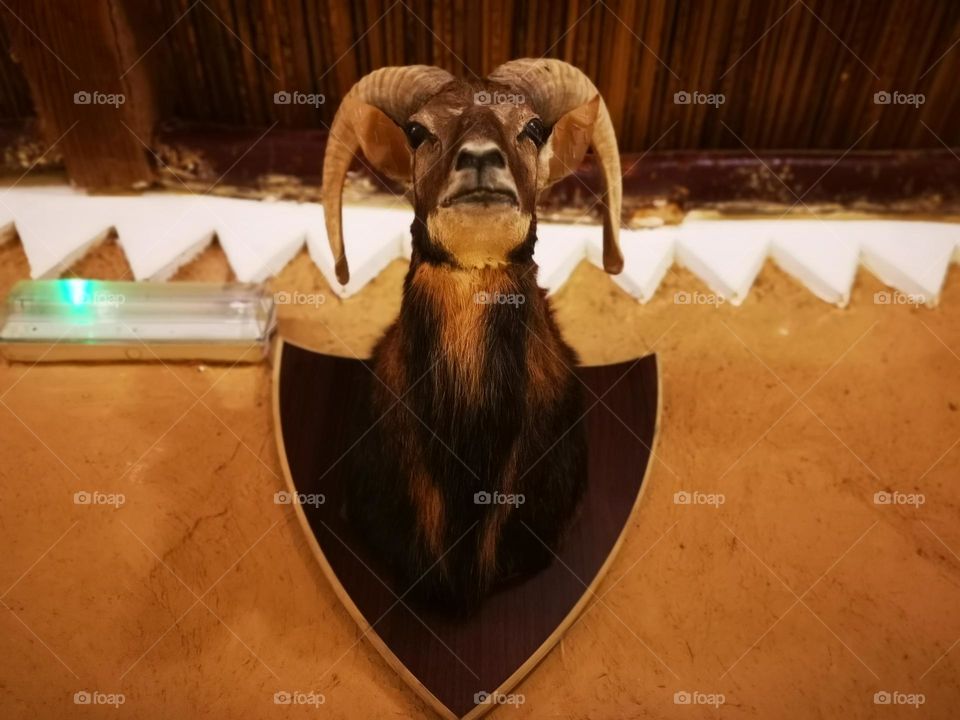 Using Ras al-Hayoun for decoration