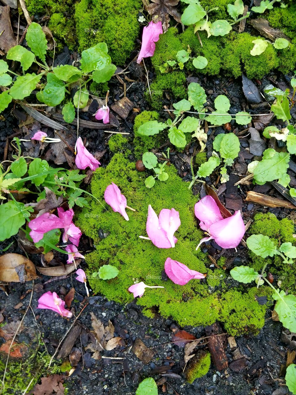 fallen petals