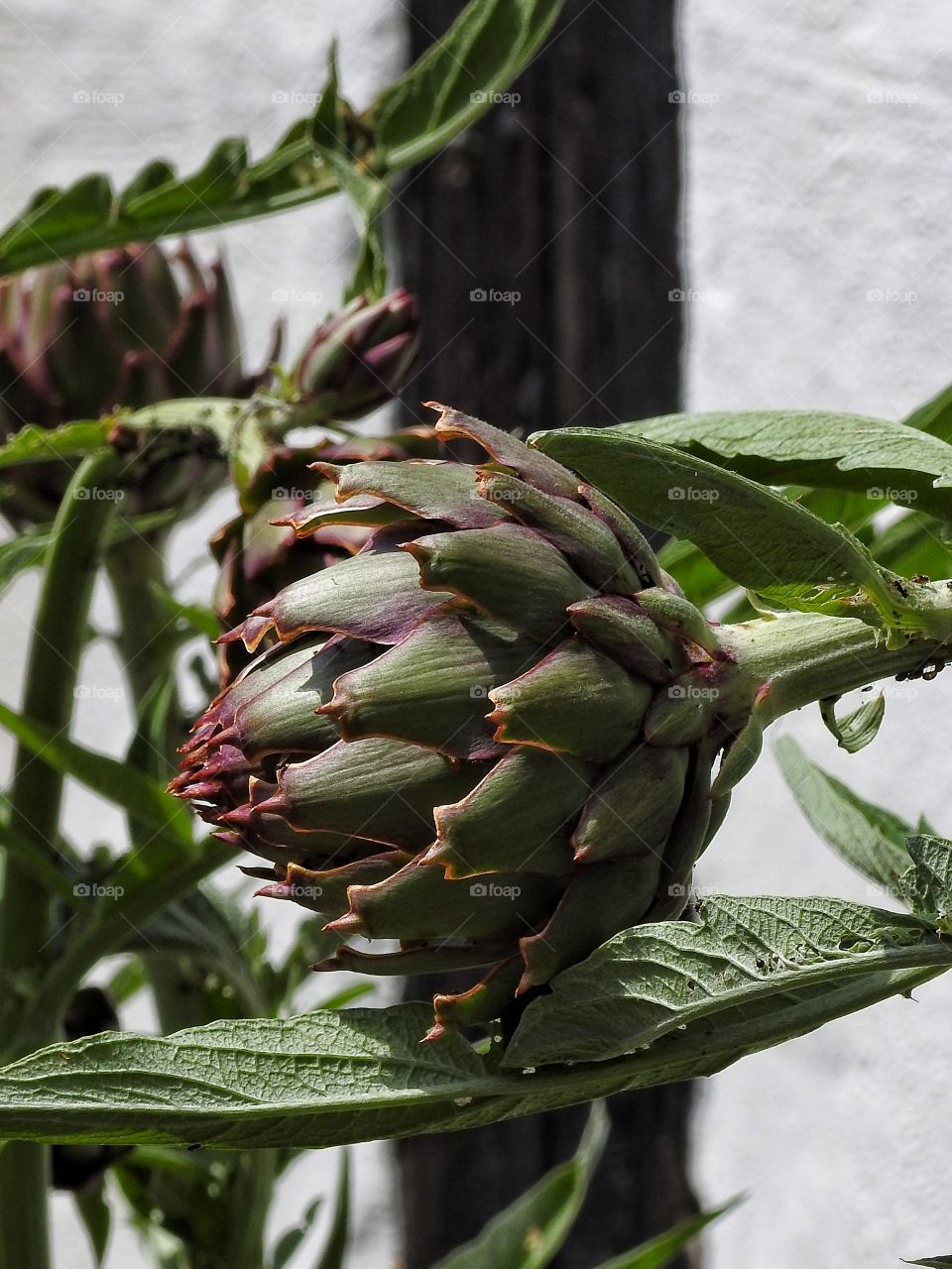 Close-up of artichoke