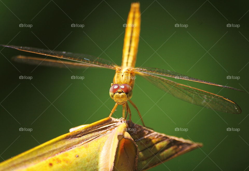 Scarle skimmer . Female colour of yellow to the morphology species of this dragonfly . Long contrastly different in colour , with the male red one . Perching on alone for resting at the banana leaf , where's not far from the river of the common site