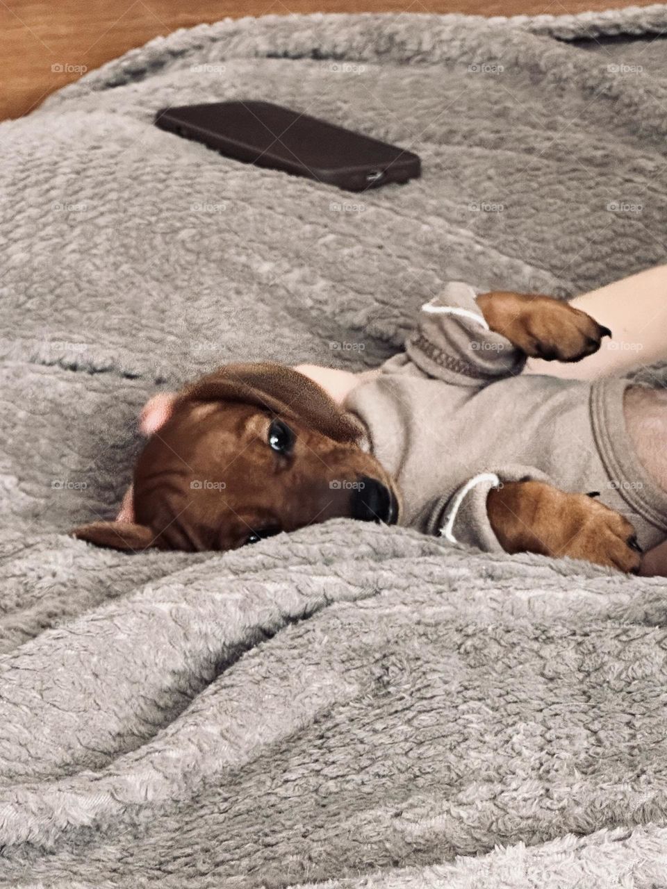 Песик в одеяле 