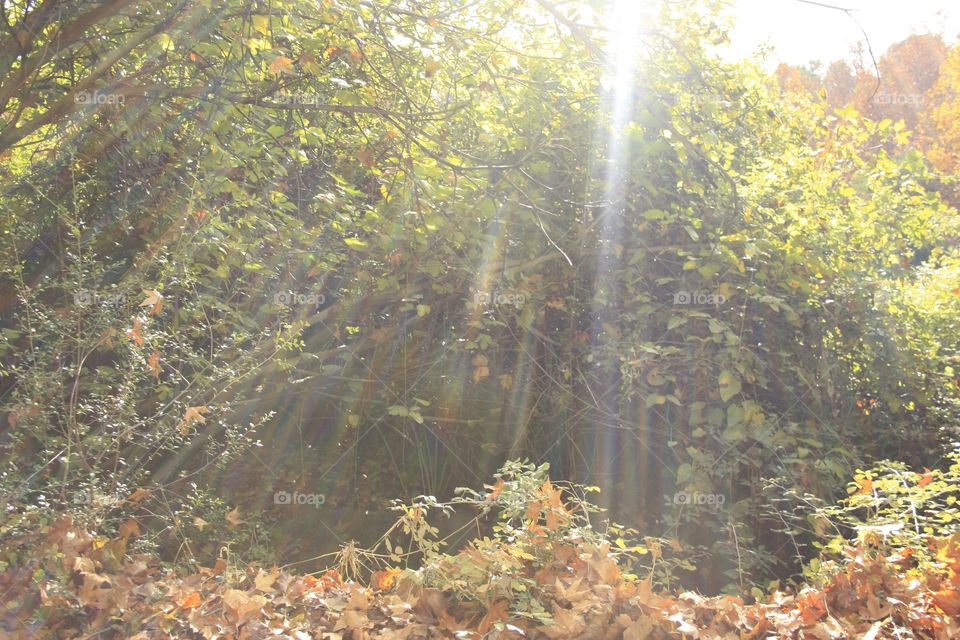 Lovely sun rays, nature, bushes. Great scenery to take a picture.