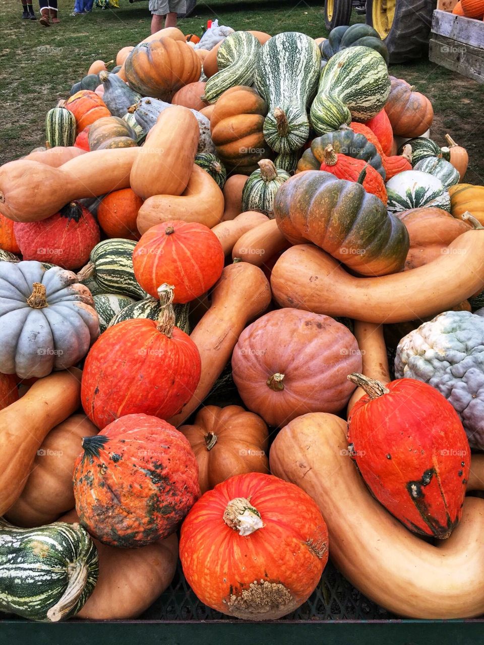 Gourds and squash 