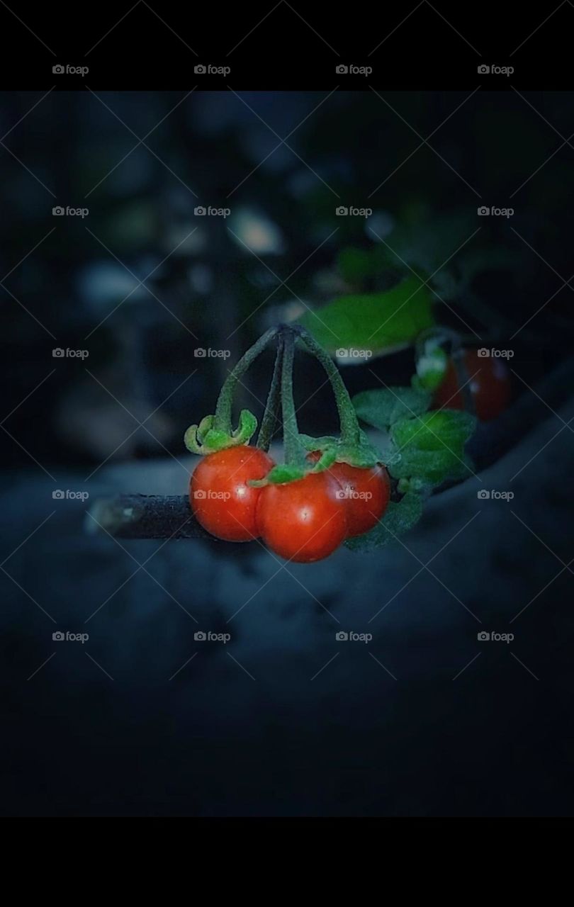 This micro photo was captured in Redmi note 10 pro max I captured a small tomatoes