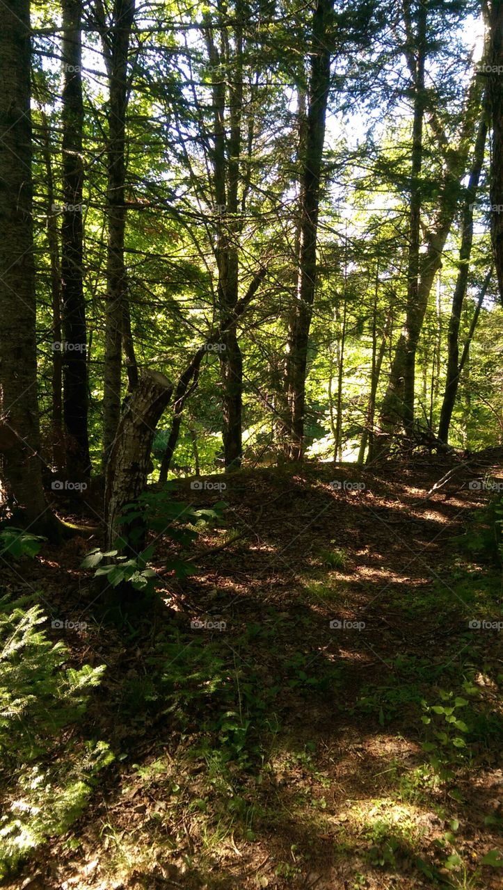 Wood, Landscape, Tree, Environment, Nature